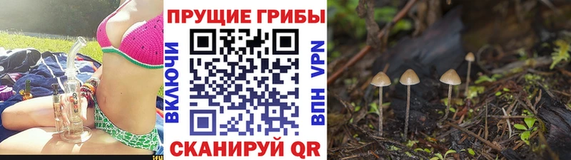 купить   Сызрань  Галлюциногенные грибы Cubensis 